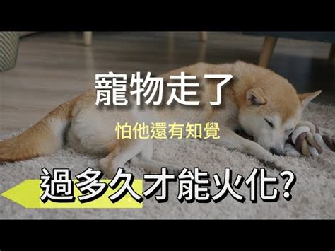 狗狗死亡處理|「寵物過世」該怎麼處理？從辦理儀式、塔位價格到骨。